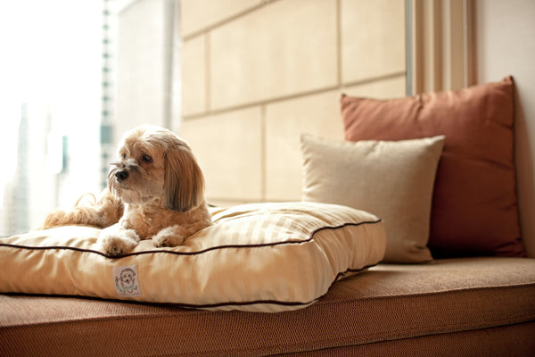 Discovery Luxury Petfriendly 01｜AREA REPORT［ハワイ・オアフ島］