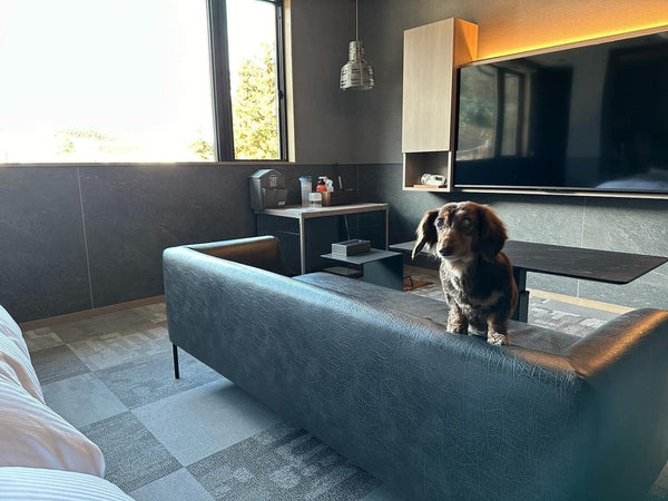 Discovery Luxury Petfriendly 04｜ホテル松本楼