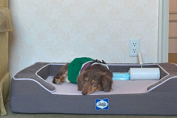 Discovery Luxury Petfriendly 14｜ホテル椿山荘東京