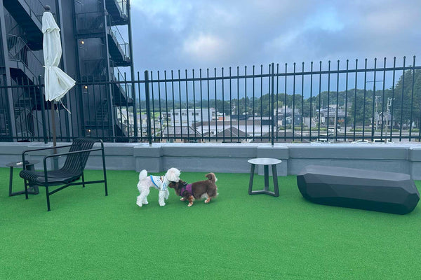 Discovery Luxury Petfriendly 21｜edit x seven 富士御殿場