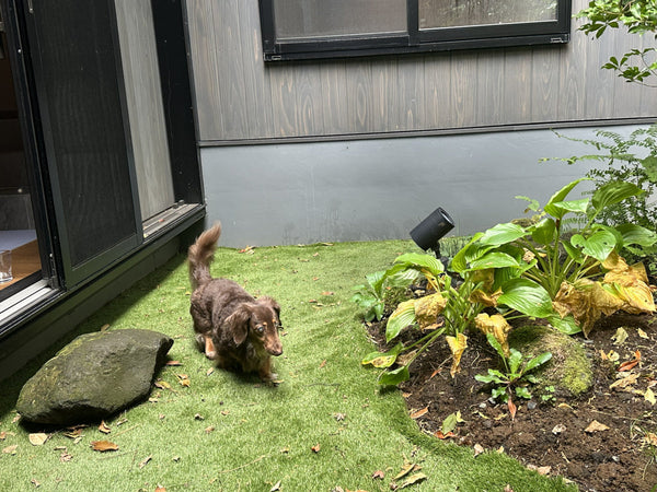 Discovery Luxury Petfriendly 23｜箱根リトリート före & villa 1/f